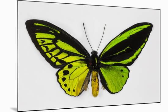 Common Green Birdwing Butterfly, Comparing the Top Wing and Bottom-Darrell Gulin-Mounted Photographic Print