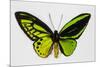 Common Green Birdwing Butterfly, Comparing the Top Wing and Bottom-Darrell Gulin-Mounted Photographic Print