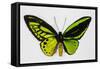 Common Green Birdwing Butterfly, Comparing the Top Wing and Bottom-Darrell Gulin-Framed Stretched Canvas