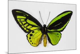 Common Green Birdwing Butterfly, Comparing the Top Wing and Bottom-Darrell Gulin-Mounted Premium Photographic Print