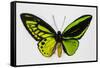 Common Green Birdwing Butterfly, Comparing the Top Wing and Bottom-Darrell Gulin-Framed Stretched Canvas