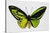 Common Green Birdwing Butterfly, Comparing the Top Wing and Bottom-Darrell Gulin-Stretched Canvas