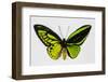 Common Green Birdwing Butterfly, Comparing the Top Wing and Bottom-Darrell Gulin-Framed Photographic Print