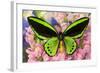 Common Green Birdwing or the Priams Birdwing, Ornithoptera Primes-Darrell Gulin-Framed Photographic Print