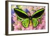 Common Green Birdwing or the Priams Birdwing, Ornithoptera Primes-Darrell Gulin-Framed Photographic Print