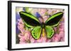 Common Green Birdwing or the Priams Birdwing, Ornithoptera Primes-Darrell Gulin-Framed Photographic Print