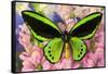 Common Green Birdwing or the Priams Birdwing, Ornithoptera Primes-Darrell Gulin-Framed Stretched Canvas