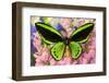 Common Green Birdwing or the Priams Birdwing, Ornithoptera Primes-Darrell Gulin-Framed Photographic Print