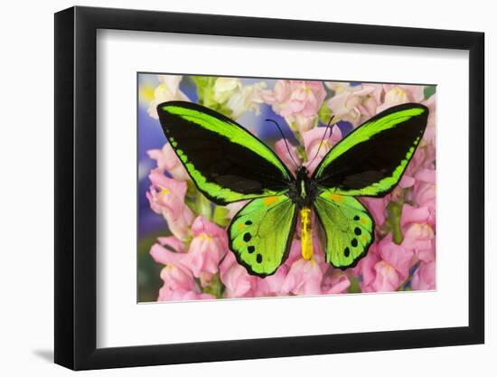 Common Green Birdwing or the Priams Birdwing, Ornithoptera Primes-Darrell Gulin-Framed Photographic Print