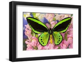 Common Green Birdwing or the Priams Birdwing, Ornithoptera Primes-Darrell Gulin-Framed Photographic Print