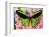 Common Green Birdwing or the Priams Birdwing, Ornithoptera Primes-Darrell Gulin-Framed Photographic Print