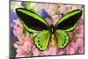 Common Green Birdwing or the Priams Birdwing, Ornithoptera Primes-Darrell Gulin-Mounted Photographic Print