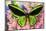 Common Green Birdwing or the Priams Birdwing, Ornithoptera Primes-Darrell Gulin-Mounted Photographic Print