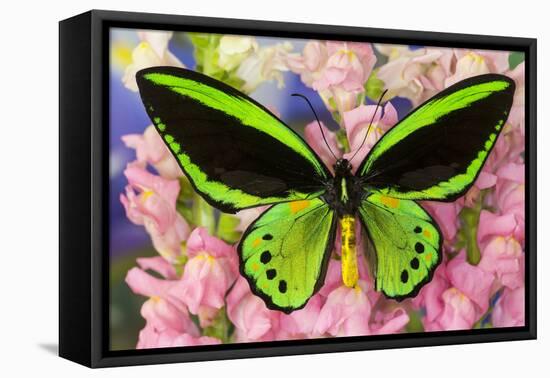 Common Green Birdwing or the Priams Birdwing, Ornithoptera Primes-Darrell Gulin-Framed Stretched Canvas