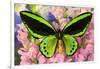 Common Green Birdwing or the Priams Birdwing, Ornithoptera Primes-Darrell Gulin-Framed Photographic Print