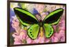 Common Green Birdwing or the Priams Birdwing, Ornithoptera Primes-Darrell Gulin-Framed Photographic Print