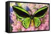 Common Green Birdwing or the Priams Birdwing, Ornithoptera Primes-Darrell Gulin-Framed Stretched Canvas