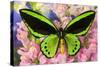 Common Green Birdwing or the Priams Birdwing, Ornithoptera Primes-Darrell Gulin-Stretched Canvas