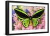 Common Green Birdwing or the Priams Birdwing, Ornithoptera Primes-Darrell Gulin-Framed Photographic Print