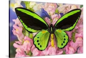 Common Green Birdwing or the Priams Birdwing, Ornithoptera Primes-Darrell Gulin-Stretched Canvas