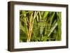 Common Green Darner Dragonfly Female Marion Co. Il-Richard ans Susan Day-Framed Photographic Print