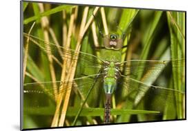 Common Green Darner Dragonfly Female Marion Co. Il-Richard ans Susan Day-Mounted Photographic Print