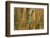 Common Green Darner Female in Wetland, Marion County, Illinois-Richard and Susan Day-Framed Photographic Print