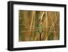 Common Green Darner Female in Wetland, Marion County, Illinois-Richard and Susan Day-Framed Photographic Print