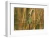 Common Green Darner Female in Wetland, Marion County, Illinois-Richard and Susan Day-Framed Photographic Print