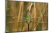 Common Green Darner Female in Wetland, Marion County, Illinois-Richard and Susan Day-Mounted Photographic Print