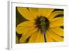 Common Green Darner Male on Black-Eyed Susan, Marion Co. Il-Richard ans Susan Day-Framed Photographic Print