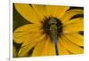 Common Green Darner Male on Black-Eyed Susan, Marion Co. Il-Richard ans Susan Day-Framed Photographic Print