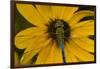 Common Green Darner Male on Black-Eyed Susan, Marion Co. Il-Richard ans Susan Day-Framed Photographic Print