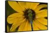 Common Green Darner Male on Black-Eyed Susan, Marion Co. Il-Richard ans Susan Day-Framed Stretched Canvas