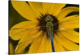 Common Green Darner Male on Black-Eyed Susan, Marion Co. Il-Richard ans Susan Day-Stretched Canvas