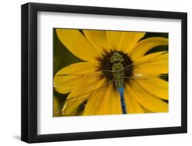 Common Green Darner Male on Black-Eyed Susan, Marion Co. Il-Richard ans Susan Day-Framed Photographic Print