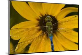 Common Green Darner Male on Black-Eyed Susan, Marion Co. Il-Richard ans Susan Day-Mounted Photographic Print