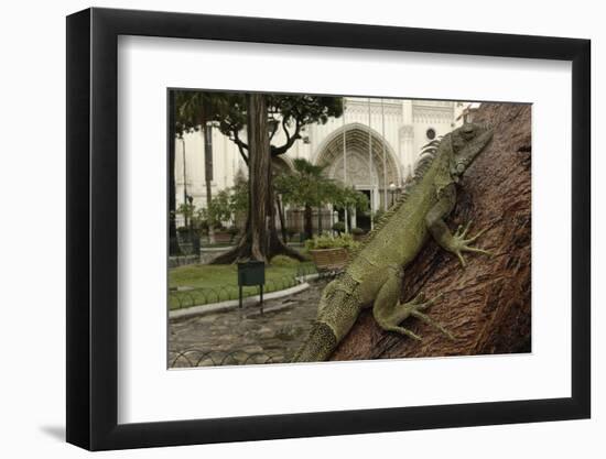 Common Green Iguana (Iguana Iguana) Living Wild in Parque Seminario, Guayaquil, Ecuador. 2005-Pete Oxford-Framed Photographic Print