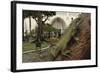 Common Green Iguana (Iguana Iguana) Living Wild in Parque Seminario, Guayaquil, Ecuador. 2005-Pete Oxford-Framed Photographic Print