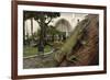 Common Green Iguana (Iguana Iguana) Living Wild in Parque Seminario, Guayaquil, Ecuador. 2005-Pete Oxford-Framed Photographic Print