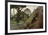 Common Green Iguana (Iguana Iguana) Living Wild in Parque Seminario, Guayaquil, Ecuador. 2005-Pete Oxford-Framed Photographic Print