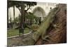 Common Green Iguana (Iguana Iguana) Living Wild in Parque Seminario, Guayaquil, Ecuador. 2005-Pete Oxford-Mounted Photographic Print