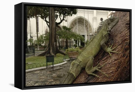 Common Green Iguana (Iguana Iguana) Living Wild in Parque Seminario, Guayaquil, Ecuador. 2005-Pete Oxford-Framed Stretched Canvas