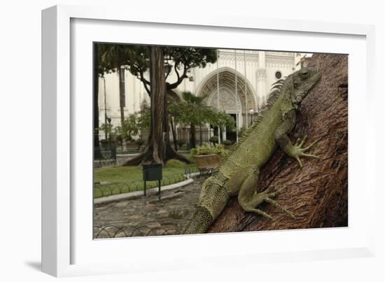 Common Green Iguana (Iguana Iguana) Living Wild in Parque Seminario, Guayaquil, Ecuador. 2005-Pete Oxford-Framed Photographic Print