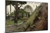 Common Green Iguana (Iguana Iguana) Living Wild in Parque Seminario, Guayaquil, Ecuador. 2005-Pete Oxford-Mounted Photographic Print