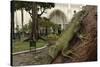 Common Green Iguana (Iguana Iguana) Living Wild in Parque Seminario, Guayaquil, Ecuador. 2005-Pete Oxford-Stretched Canvas