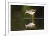 Common Greenshank (Tringa Nebularia) Foraging. Ivars Lake. Lleida Province. Catalonia. Spain-Oscar Dominguez-Framed Photographic Print