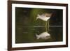 Common Greenshank (Tringa Nebularia) Foraging. Ivars Lake. Lleida Province. Catalonia. Spain-Oscar Dominguez-Framed Photographic Print