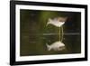 Common Greenshank (Tringa Nebularia) Foraging. Ivars Lake. Lleida Province. Catalonia. Spain-Oscar Dominguez-Framed Photographic Print