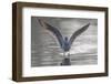 Common greenshank wading in river, The Gambia-Bernard Castelein-Framed Photographic Print